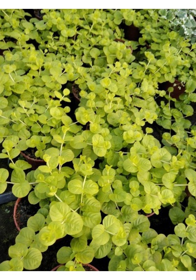Sarı Çiçekli Altın Kolye Sarı Kız Çiçeği 30-40cm 1 Adet Saksılı Lysimachia Nummulari
