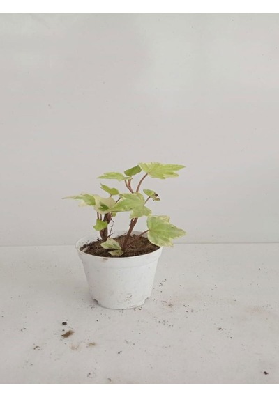 6'lı Bitki Seti Melek Kanadı+aşkın Göz Yaşı+hedera+kırmızı Milli Dikenler Tacı+pilea+kurdele