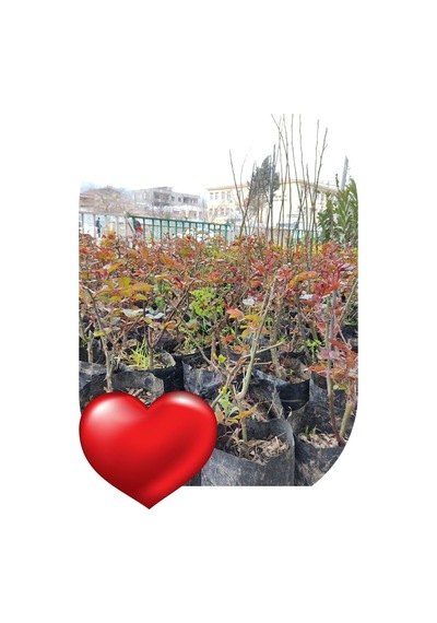 Gül Fidanı Bayrak Kırmızı Kokulu Yediveren Sarmaşık 10-20 Cm