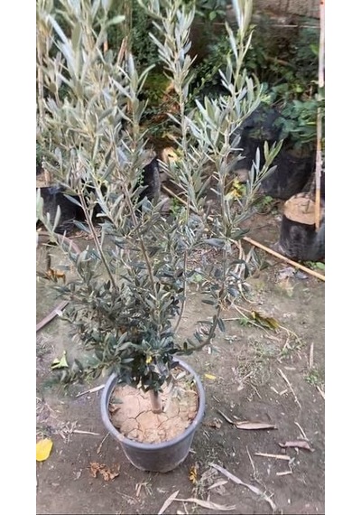 SAKSIDA YARI BODUR 7-10 KUTUR GEMLİK ZEYTİN FİDANI 4-5 YAŞ 50-70 CM BOY
