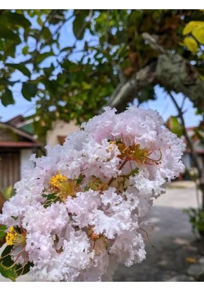 Videolu Oya Ağacı Fidanı Paketi 4 Adet Saksılı/ Tüplü 50-70 Cm Lagerstroemia İndica