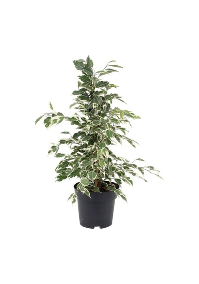 Salon Çiçek Seti Yeşil Benjamin 40-60cm -kauçuk 50-60cm -alacalı Benjamin Çiçeği 40-50cm