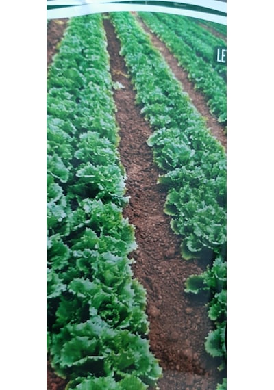 Kolukısa Tarım Simagro Yazlık Marul Tohumu