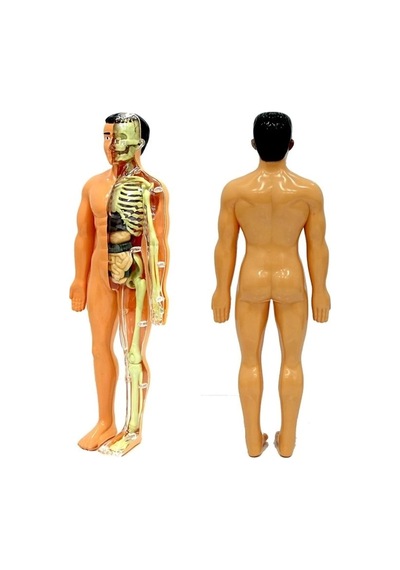 Mey İthalat The Human Body İnsan Vücudu 3d Eğitim Seti 3302