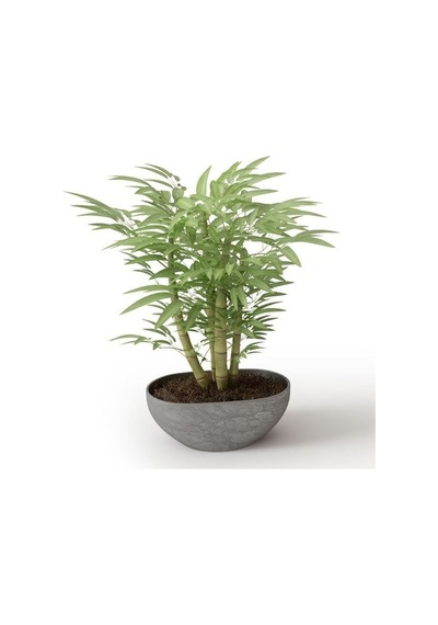 İthal Yeşil Bambu Tohumu Ekim Seti 3 Tohum +Saksı+Toprak+
