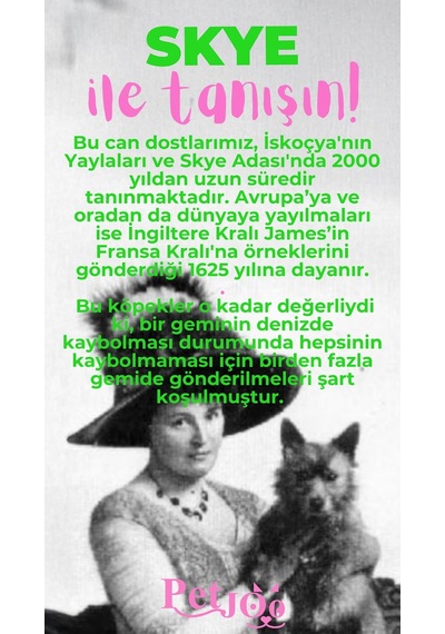 Petjoo 6.Skye Pembe-Yeşil Qr'lı Köpek Künyesi