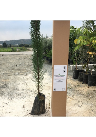 Tüplü Kara Selvi Fidanı 80-110 Cm