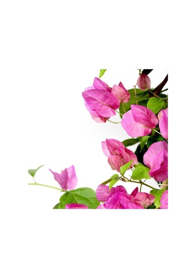 Begonvil Çiçeği Bitkisi Pembe 110 Cm