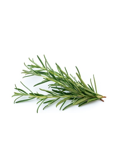 Taze Biberiye Rosemarine 25 G