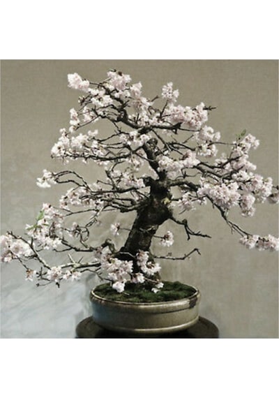 Kiraz Bonzai Ağacı Tohumu 5 Adet Bonsai Ağacı Tohumu