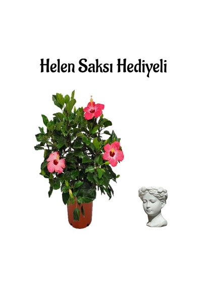 Kadınlar Gününe Özel Kırmızı Japon Gülü Hibiscus Rosa Helen Saksı Hediyeli