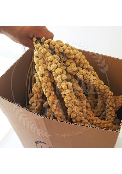 Dal Darı Net Beyaz Dal Darı 1 KG