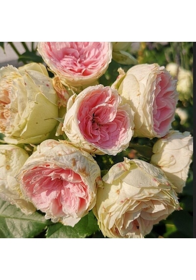 Tüplü Yediveren Hybrid Tea Pompon Çok Goncalı Soğuklara Dayanıklı Masal Gülü Fidanı