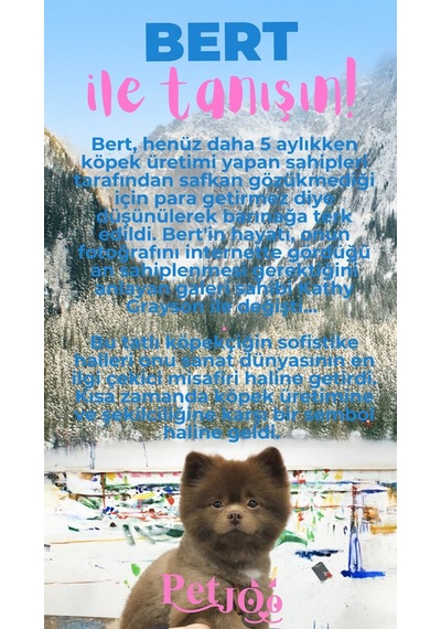 Petjoo 13.Bert Pembe-Mavi Qr'lı Köpek Künyesi