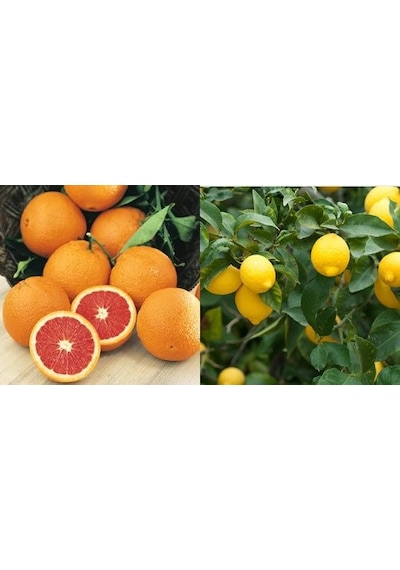 Tüplü Aşılı Cara Cara Portakal + Yediveren Limon Fidanı 2 Yaş 2L