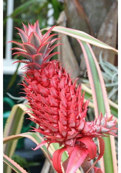 Kırmızı Ananas Fidanı 3 Yaş 50 Cm