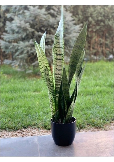 Kılıç Çiçeği Fidanı Yeşil Yaprak 10-20 Cm