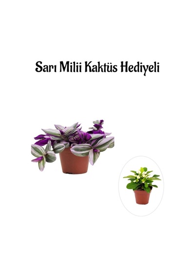 Pembe Renk Telgraf Nanouk Çiçeği Sevgliler Gününe Özel Sarı Milii Kaktüs Hediyeli