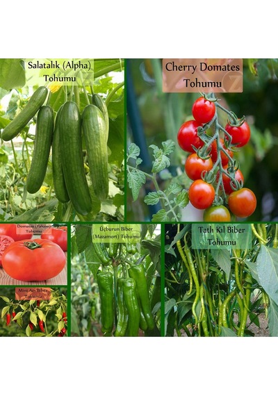 6 Paket Tohum No1 Cherry Çeri Domates Tohumu Salatalık Tohumu Biber Tohumları Sebze Tohumları