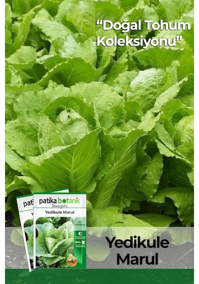Patika Botanik 2000 Adet Yedikule Marul Tohumu