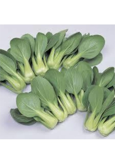 Nadir İthal Çin Lahanası Tohumu 20 Adet Tohum Baby Pak Choi