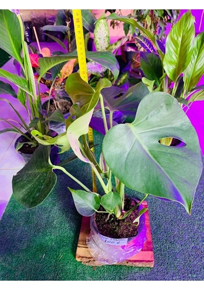 Monstera Devetabanı Yeni Sürgünlü Sağlıklı
