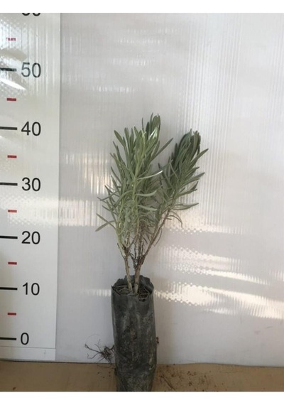 Tüplü Lavanta Fidanı 10-20 Cm