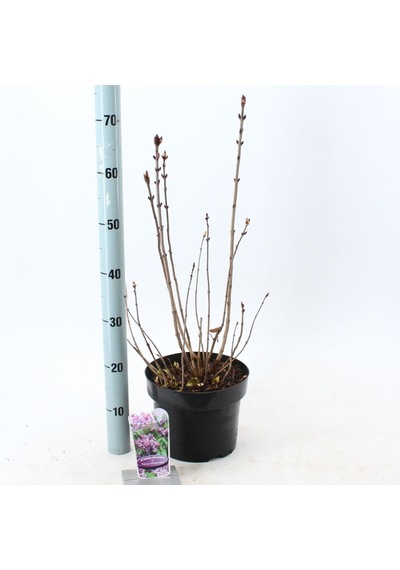 Saksıda Kokulu Leylak Fidanı 40-60 cm