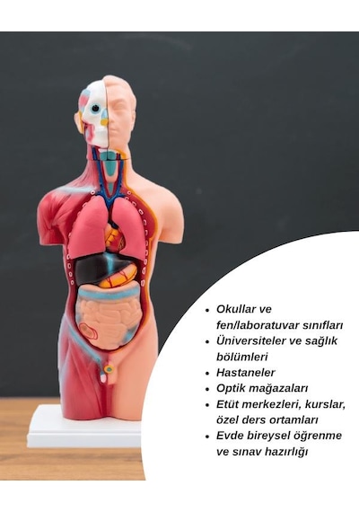 Temel Büyük İnsan Vücudu Modeli 45 Cm 69120567
