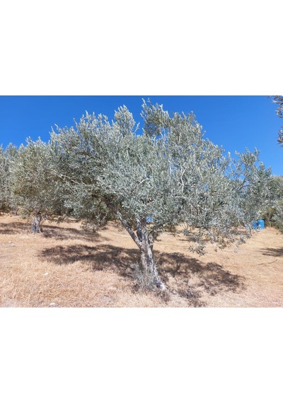 Beta İthal Rafine Kaolin