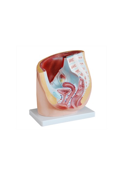 Kadın Pelvis Kesit Modeli