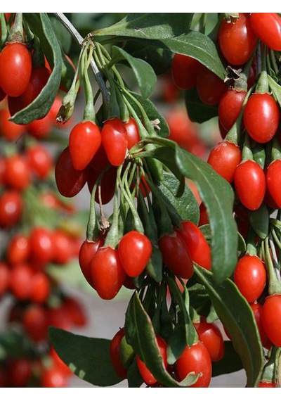 2 Li Goji Berry Fidanı Seti Kolay Yetiştirilen Meyve Çalısı