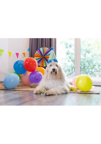 Hnrlıshp Beeztees Köpek Oyuncağı, Parti Balonu, Peluş, Mavi, 39x13x7,5cm