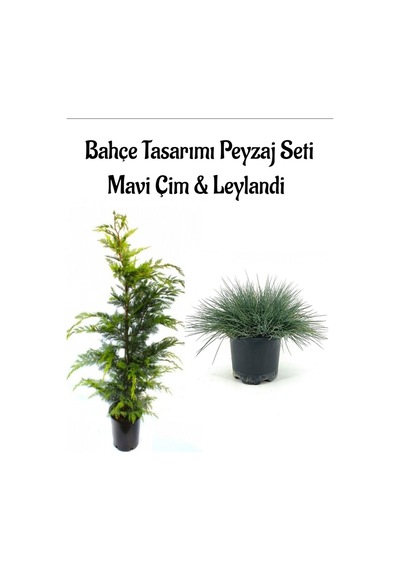 Mavi Çim 1 Adet Saksılı 10-20cm +leylandi Çam 30-60cm 1adet Bahçe Seti
