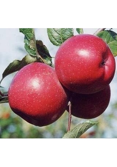 3 Yaş. Aşılı Elma Fidanı Fuji Zhen Aztec. Torbada