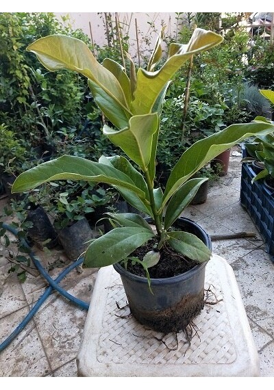 Manolya Ağacı 30-40 Cm. Saksıda. 12 Ay Dikilebilir N11.6748