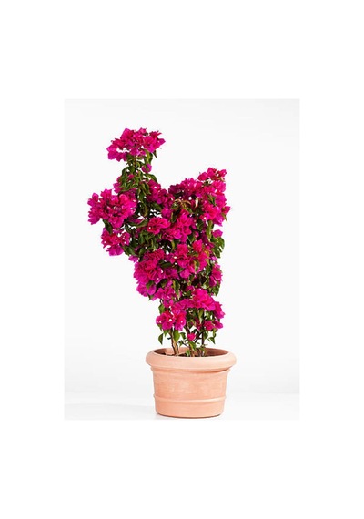 Videolu Pembe Begonvil Çiçeği 80 110 Cm 1 Adet Saksılı Çiçekli Dış Mekan Bitkisi Bougainvillea