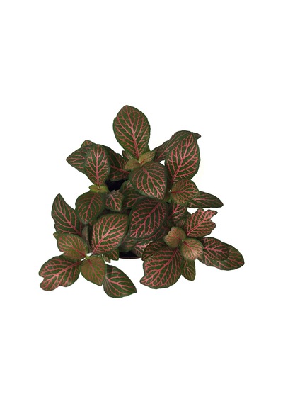 Fittonia - Kırmızı Yapraklı Fitonya - Ev Ve Ofis Bitkisi 4110