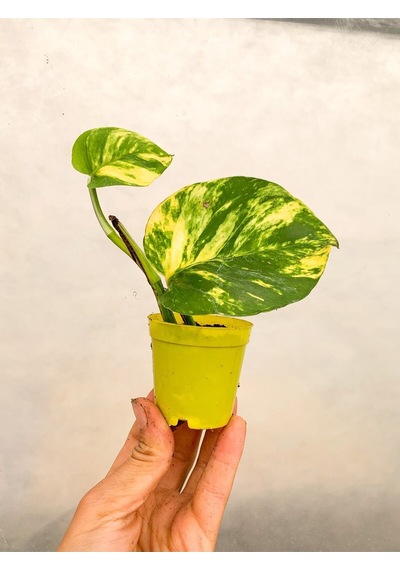 Videolu Sarı Alacalı Pothos Salon Sarmaşığı 1 Adet Mini Saksıda 5-15cm Iç Mekan Bitkisi
