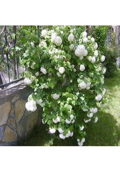 Kartopu Çiçeği Fidanı 25-45 Cm, Beyaz Çiçekli