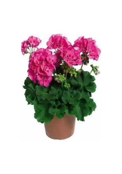 Videolu 1 Adet Pembe Renk Sakız Çiçeği 12-25 Cm Saksılı Çiçekli Bodur Bitkiler Pink Pelargonium