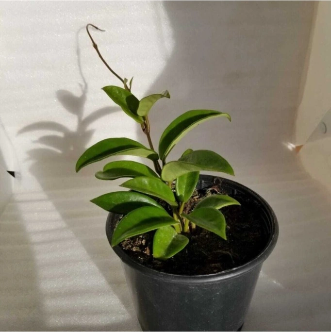 Mum Çiçeği Fidesi Köklenmiş Hoya Pembe 10-20 Cm