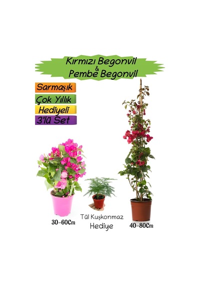 Kırmızı Renk Begonvil + pembe Begonvil + tül Kuşkonmaz   3'lü Peyzaj Seti