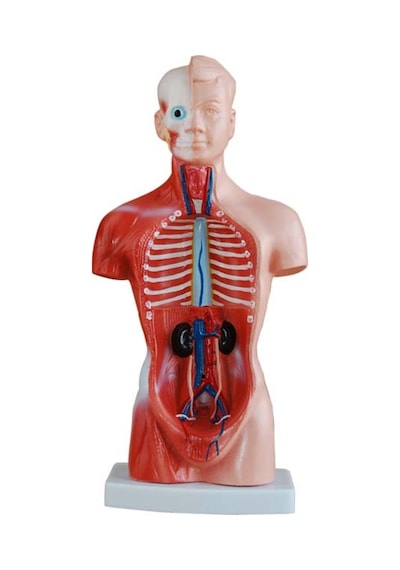 Insan Anatomi Maketi. 26 Cm - 15 Parçalı