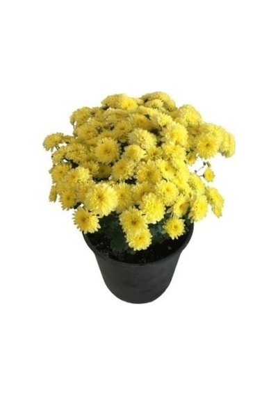 Sarı Kasımpatı Krizantem Hüzün Çiçeği Chrysanthemum 10-20 Cm