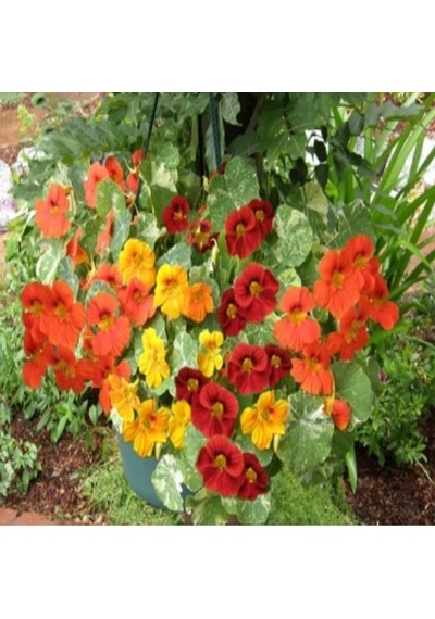 Tropaeolum Peach Melba Latin Çiçeği Tohumu 10 Adet N11781