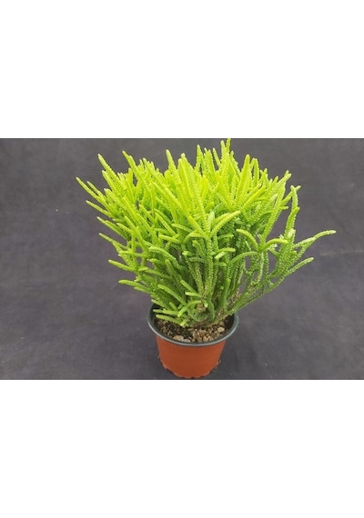 Prenses Çamı - Crassula Muscosa 50 Adet