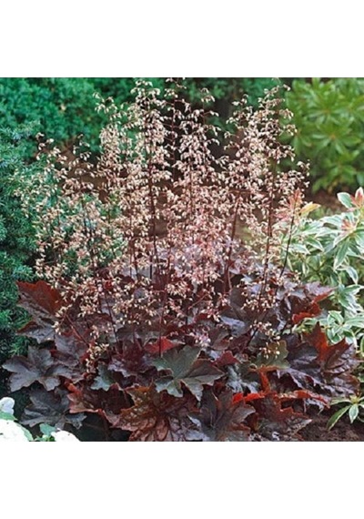 Tohum Dünyam 20 Adet Palace Purple Heuchera/coral Bells Micrantha Tohumu