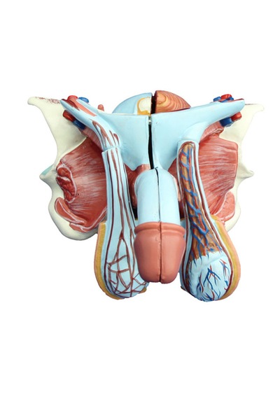 Erkek Genital Organ Modeli - Erkek Genital Organ Maketi 01