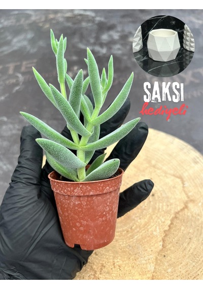 Crassula Mesembryanthemoides Succulent Tüylü Çiçek Açan Sukulent Saksı Hediyeli